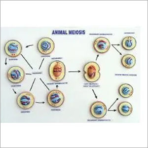 Model of Meiosis