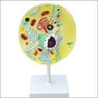 Model of Animal Cell