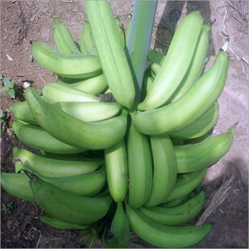 Green Banana - Rich in Fiber & Potassium | Supports Digestive Health, Muscle Function, Nerve Operation, and Blood Purification