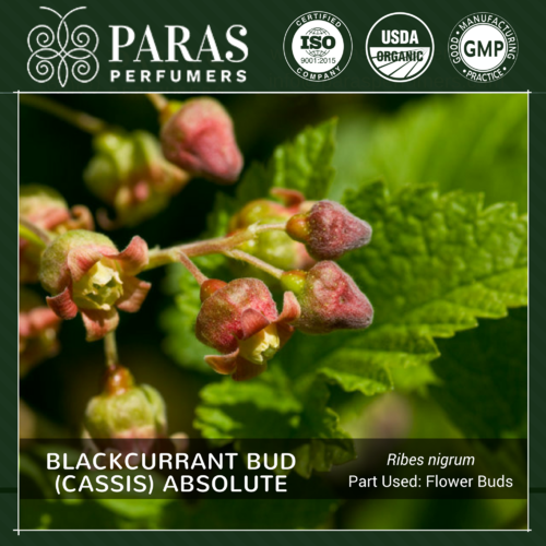 Blackcurrant Bud (Cassis) Absolute Oils