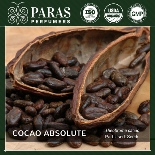 Cocao Absolute