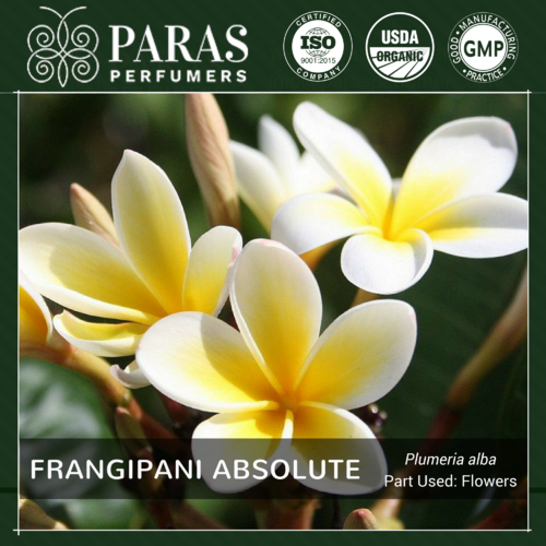 Frangipani Absolute
