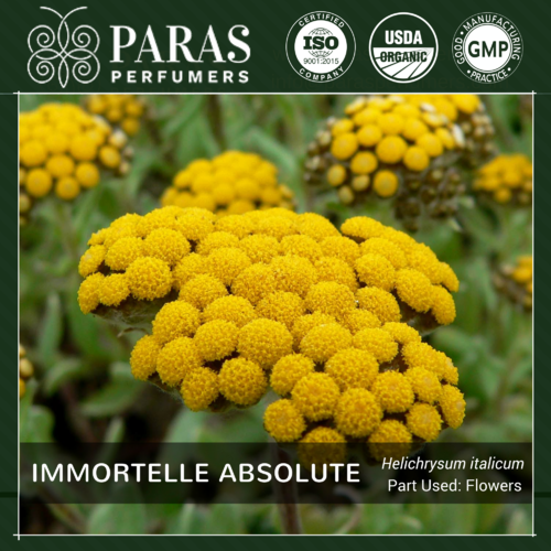 Immortelle (Helichrysum) Absolute