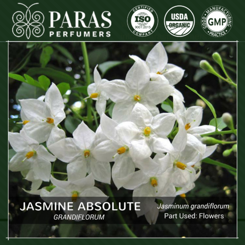 Jasmine Grandiflorum Absolute