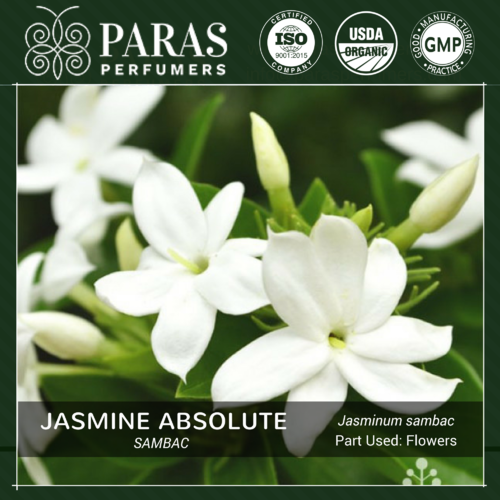 Jasmine Sambac Absolute