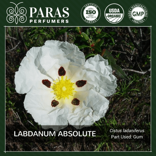 Labdanum Absolute