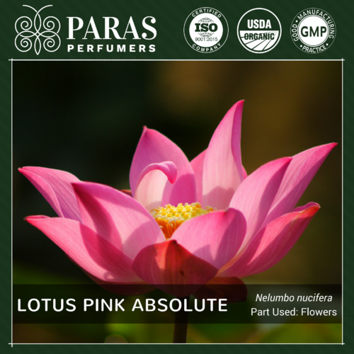 Pink Lotus Absolute