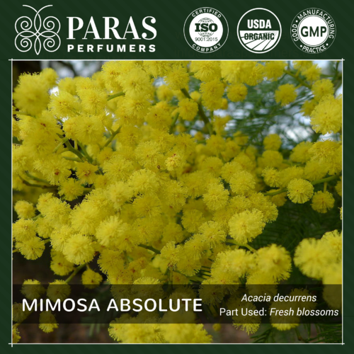 Mimosa Absolute Oil