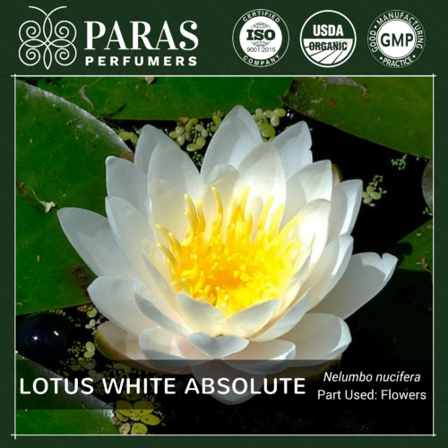 White Lotus Absolute Oil