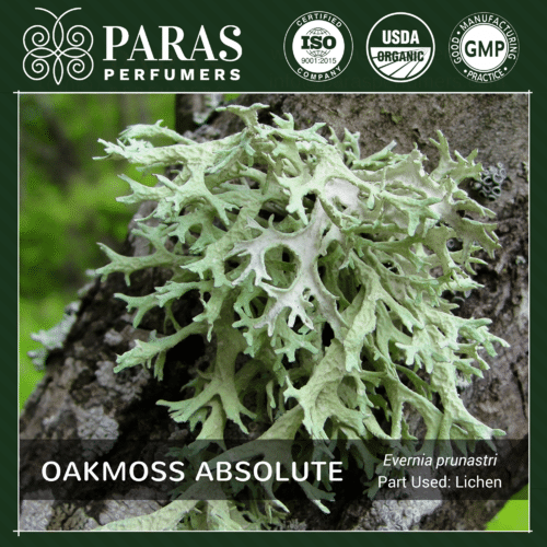 Oakmoss Absolute Oil