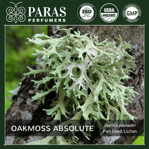Oakmoss Absolute Oil