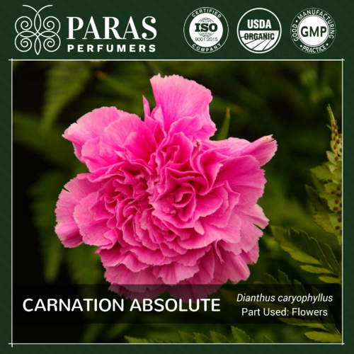 Carnation Absolute