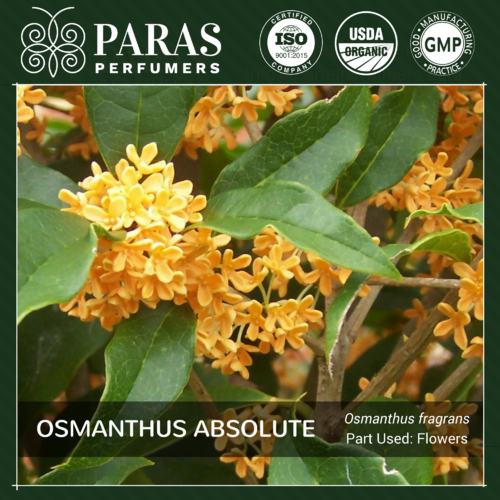 Osmanthus Absolute