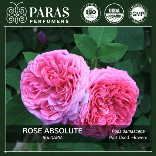 Rose Absolute, Bulgarian