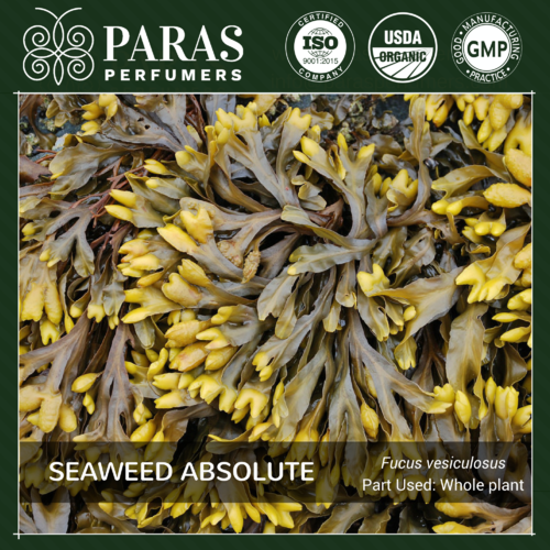 Seaweed Absolute