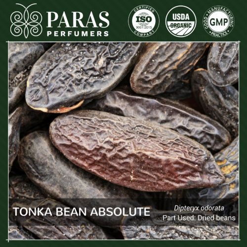 Tonka Bean Absolute