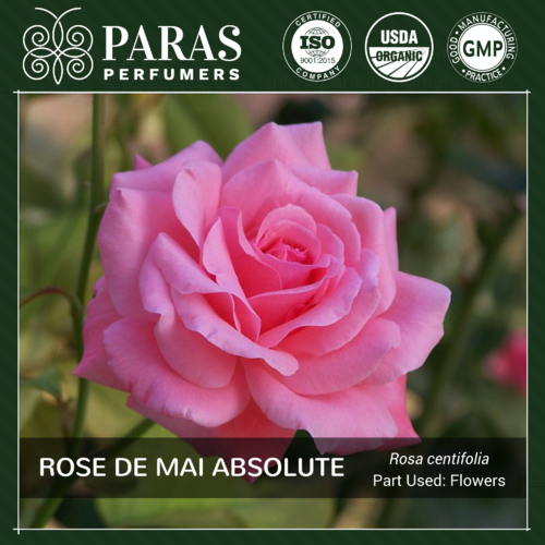 Rose De Mai Absolute