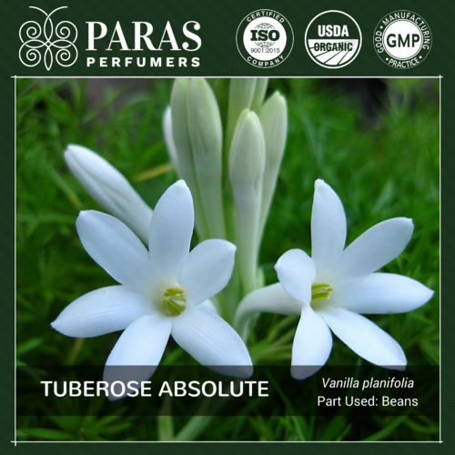 Tuberose Absolute