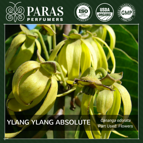 Ylang Ylang Absolute