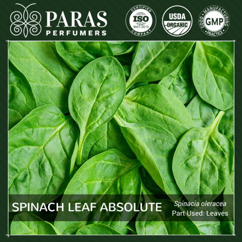 Spinach Leaf Absolute Oils