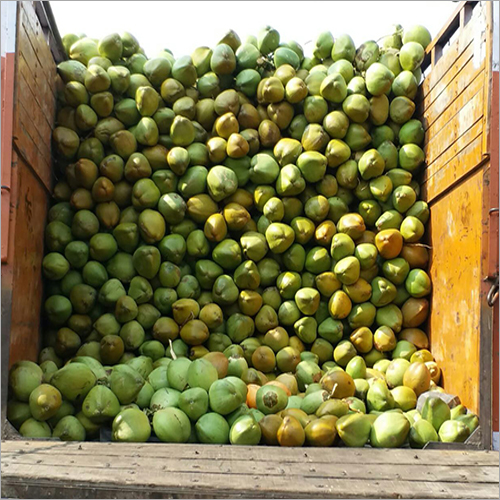 Green Coconuts