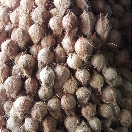 Coconuts