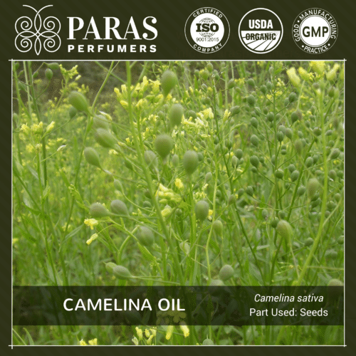 Camelina Oil