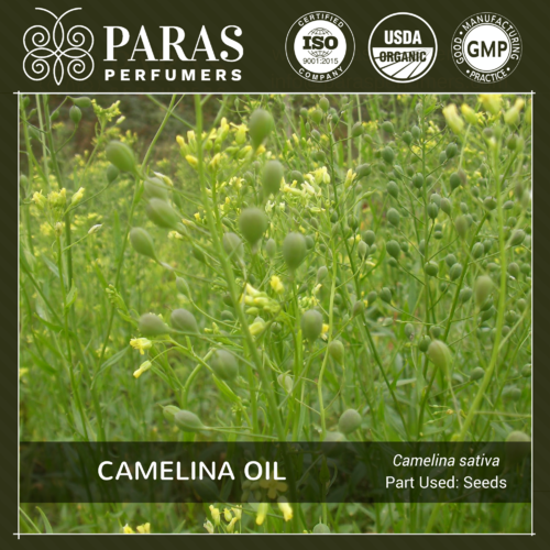 Camelina Oil