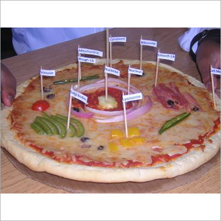 Science Biology Cells Model