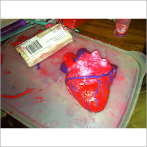 Respiratory System Project 3D