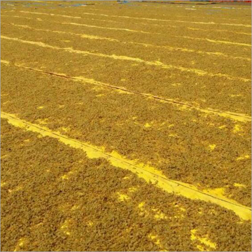 Bakery Type Standard Round Raisin