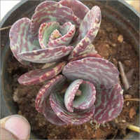 Succulent Plant - 10-15 Cm Height, 4 Inches Pot Size, Green Color | Air Purifying, Refreshing Indoor Companion For Relaxation And Study