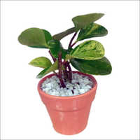 Formal Ceramic Pot