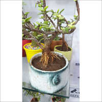 Exotic Bonsai Pot