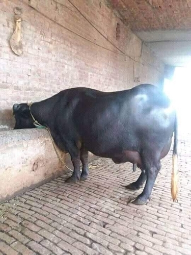 Original murrah buffalo