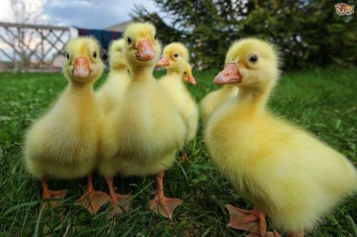 Ducklings