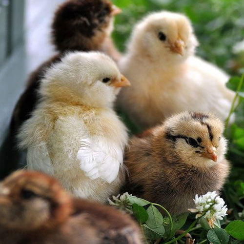 Country Chicken Chicks