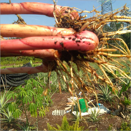 Galangal Roots Store In Cool