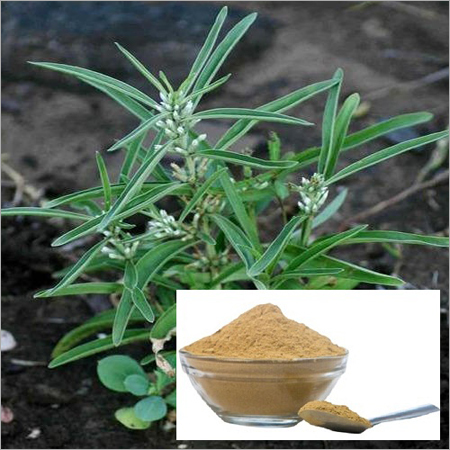 Mamejava Powder