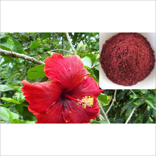 Jasud Powder