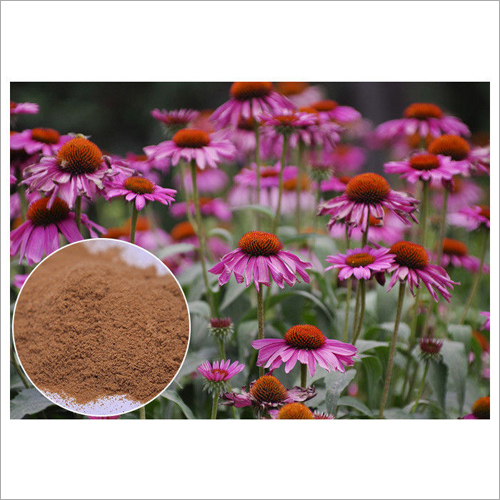 Baramasi Powder