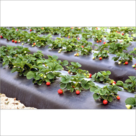 Mulch Film - Polyethylene, 100-200m Length, 1-2m Width, Black | Weed Control, Water Retention, Increased Yield, Durable, UV Resistant
