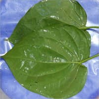 Bangla Paan Leaf