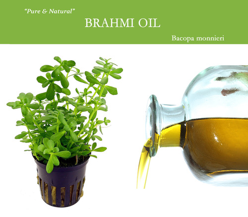 Natural Herbal Oil