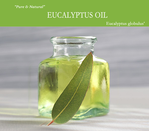 Eucalyptus Oil - Steam Distilled from Pure Leaves | 3-Year Shelf Life Antiseptic and Aromatherapy Uses