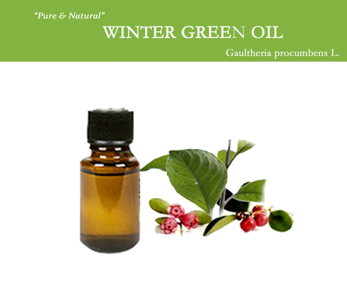 Winter Green Oil Raw Material: Leaves
