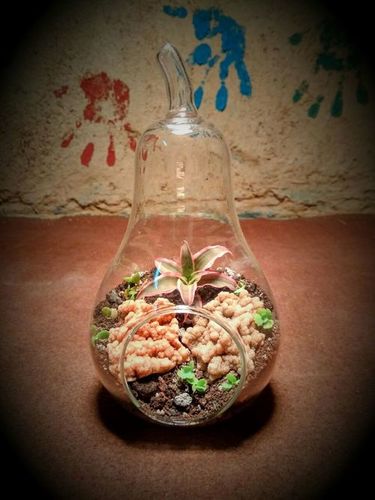 Pear Shaped Glass Terrarium Pots