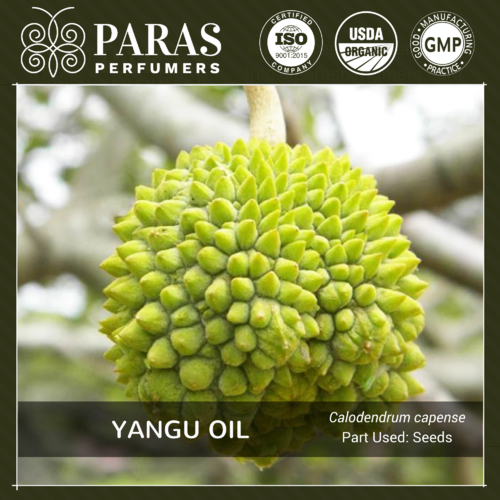 Yangu (Cape Chestnut) Oil