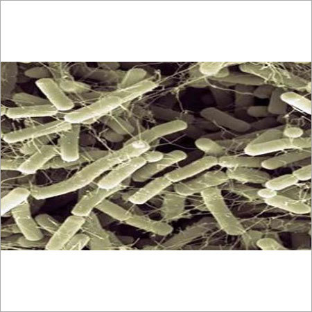 Bacillus amyloliquefaciens BAM-707