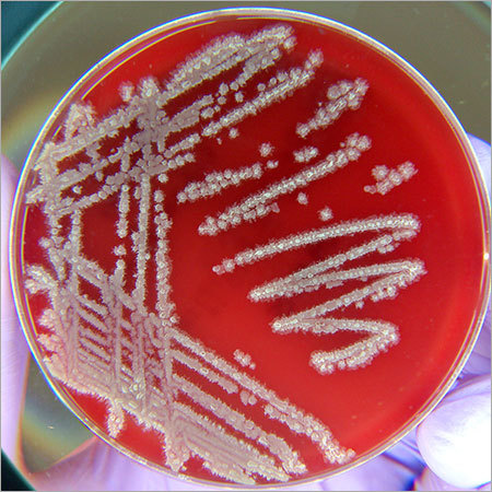 Bacillus licheniformis BL-703